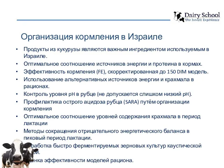 Организация кормления в Израиле Продукты из кукурузы являются важным ингредиентом