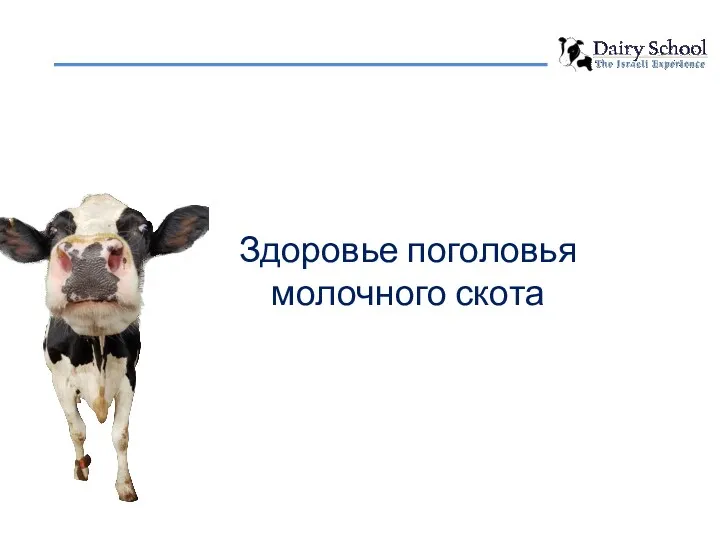 Здоровье поголовья молочного скота