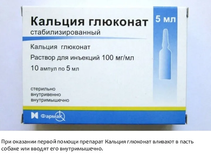 При оказании первой помощи препарат Кальция глюконат вливают в пасть собаке или вводят его внутримышечно.