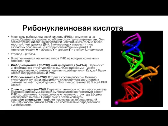 Рибонуклеиновая кислота Молекулы рибонуклеиновой кислоты (РНК), несмотря на их разнообразие,