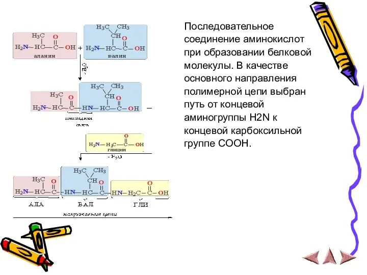 Последовательное соединение аминокислот при образовании белковой молекулы. В качестве основного