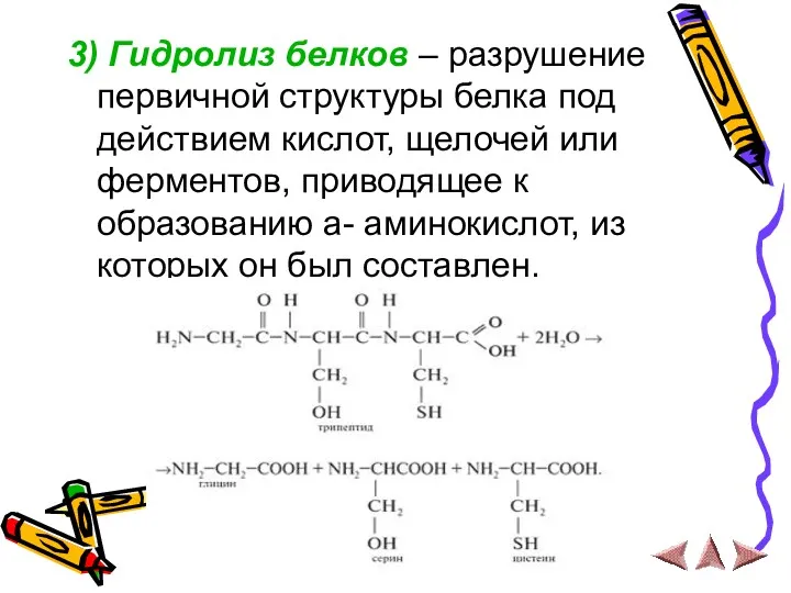 3) Гидролиз белков – разрушение первичной структуры белка под действием