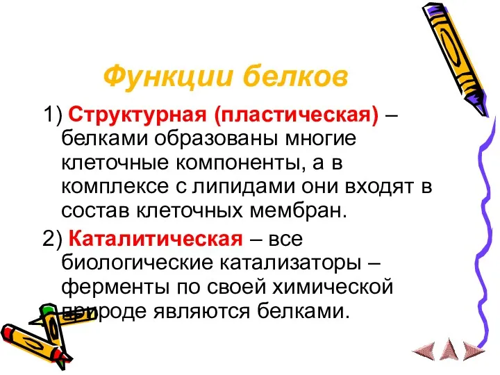 Функции белков 1) Структурная (пластическая) – белками образованы многие клеточные