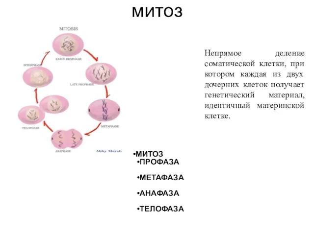 митоз МИТОЗ ПРОФАЗА МЕТАФАЗА АНАФАЗА ТЕЛОФАЗА Непрямое деление соматической клетки,