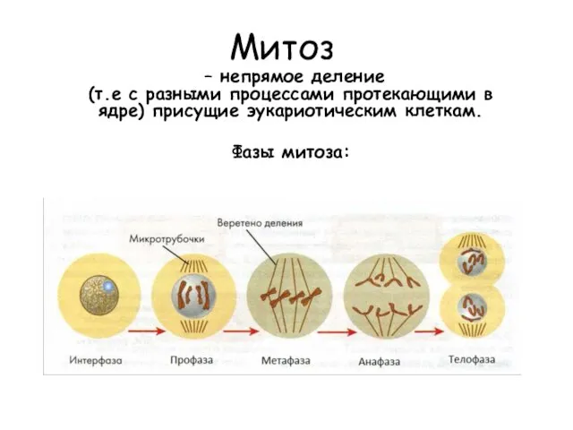Митоз – непрямое деление (т.е с разными процессами протекающими в ядре) присущие эукариотическим клеткам. Фазы митоза: