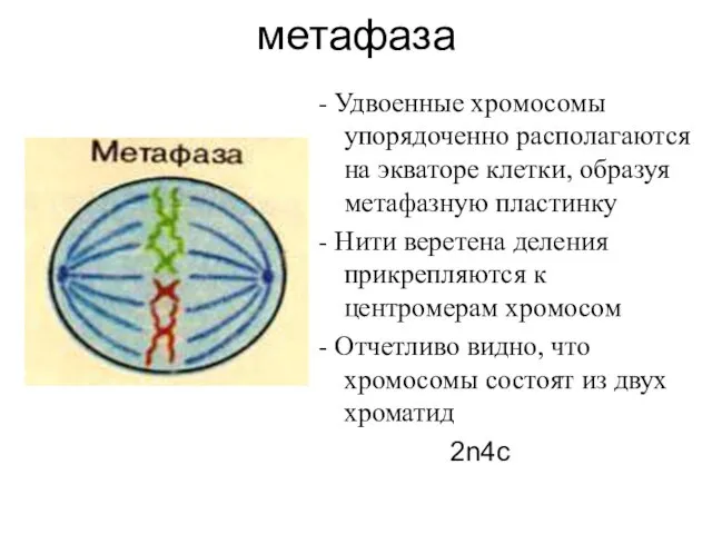 метафаза - Удвоенные хромосомы упорядоченно располагаются на экваторе клетки, образуя