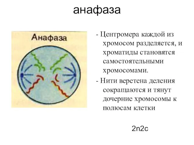 анафаза - Центромера каждой из хромосом разделяется, и хроматиды становятся