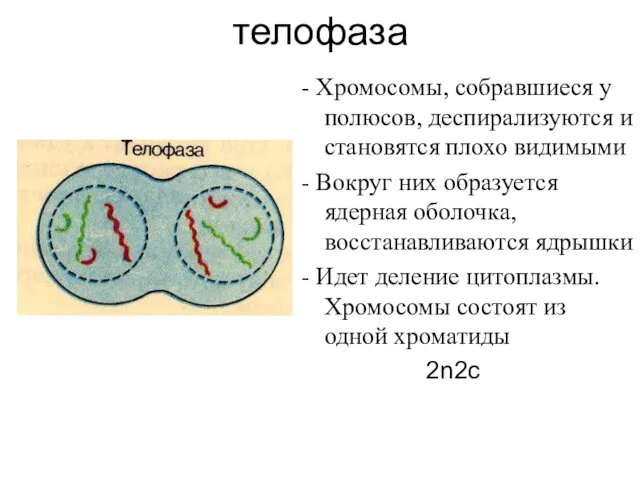 телофаза - Хромосомы, собравшиеся у полюсов, деспирализуются и становятся плохо