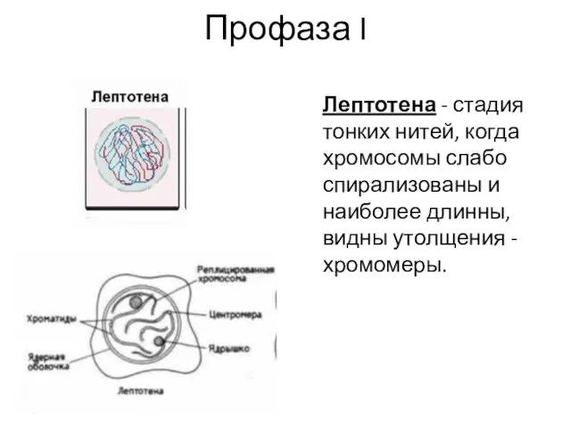 Профаза I Лептотена - стадия тонких нитей, когда хромосомы слабо