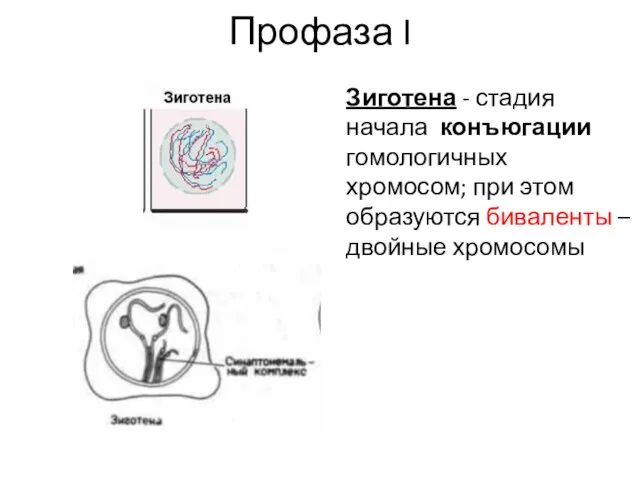 Профаза I Зиготена - стадия начала конъюгации гомологичных хромосом; при этом образуются биваленты – двойные хромосомы