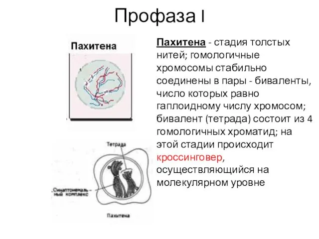 Профаза I Пахитена - стадия толстых нитей; гомологичные хромосомы стабильно