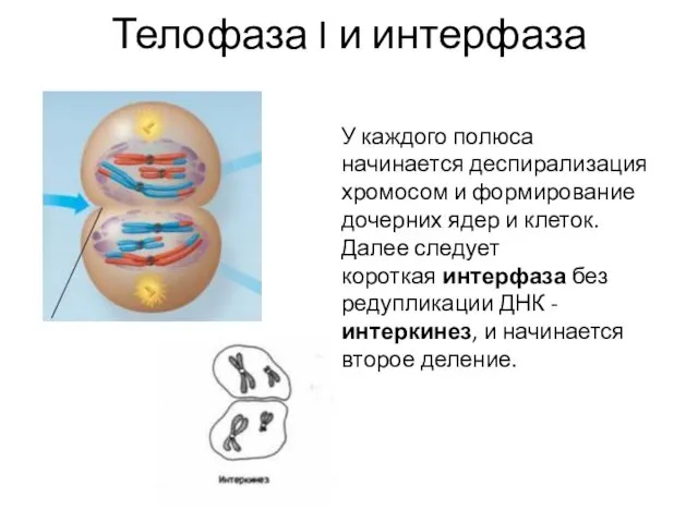 Телофаза I и интерфаза У каждого полюса начинается деспирализация хромосом