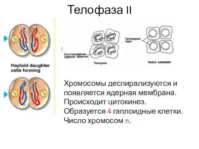 Телофаза II Хромосомы деспирализуются и появляется ядерная мембрана. Происходит цитокинез.