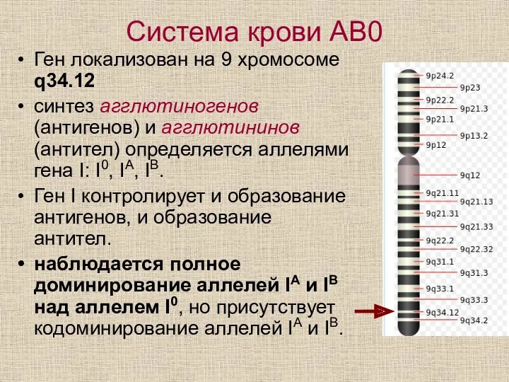 Система крови АВ0 Ген локализован на 9 хромосоме q34.12 синтез