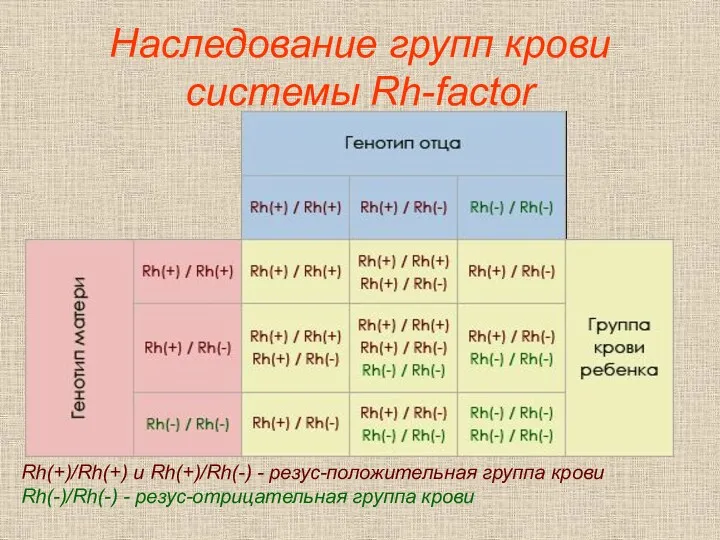 Наследование групп крови системы Rh-factor Rh(+)/Rh(+) и Rh(+)/Rh(-) - резус-положительная