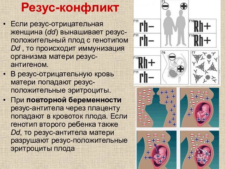 Резус-конфликт Если резус-отрицательная женщина (dd) вынашивает резус-положительный плод с генотипом