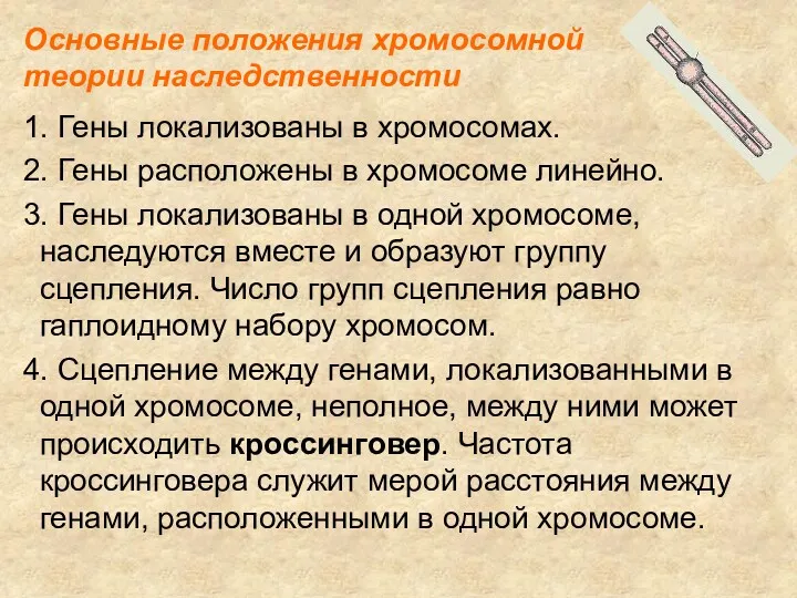 1. Гены локализованы в хромосомах. 2. Гены расположены в хромосоме