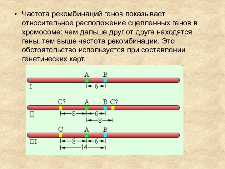 Частота рекомбинаций генов показывает относительное расположение сцепленных генов в хромосоме: