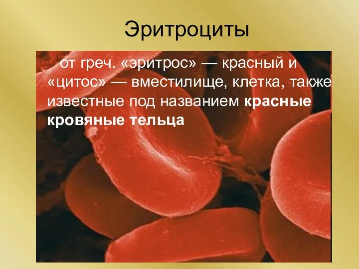 Эритроциты от греч. «эритрос» — красный и «цитос» — вместилище,