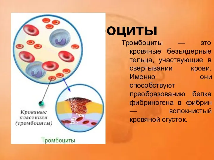 Тромбоциты Тромбоциты — это кровяные безъядерные тельца, участвующие в свертывании