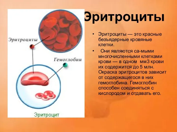 Эритроциты Эритроциты — это красные безъядерные кровяные клетки. Они являются