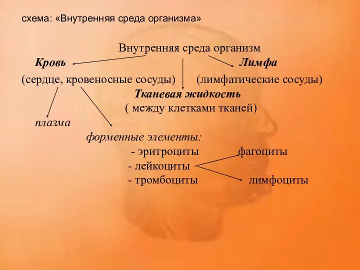 схема: «Внутренняя среда организма» Внутренняя среда организм Кровь Лимфа (сердце,