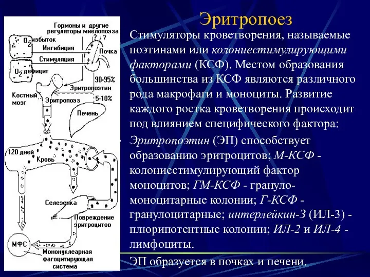 Эритропоез Стимуляторы кроветворения, называемые поэтинами или колониестимулирующими факторами (КСФ). Местом