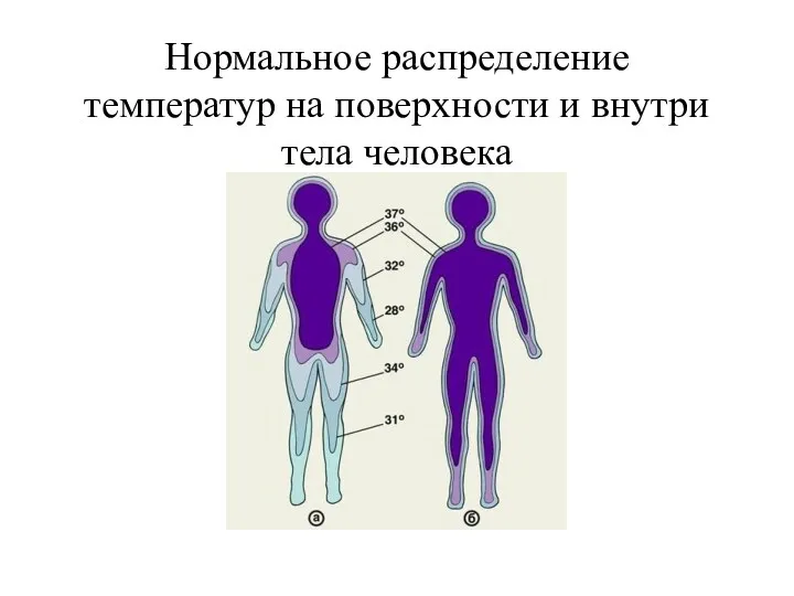 Нормальное распределение температур на поверхности и внутри тела человека