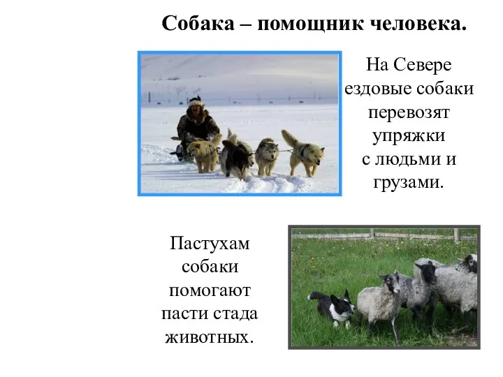 Собака – помощник человека. Пастухам собаки помогают пасти стада животных.