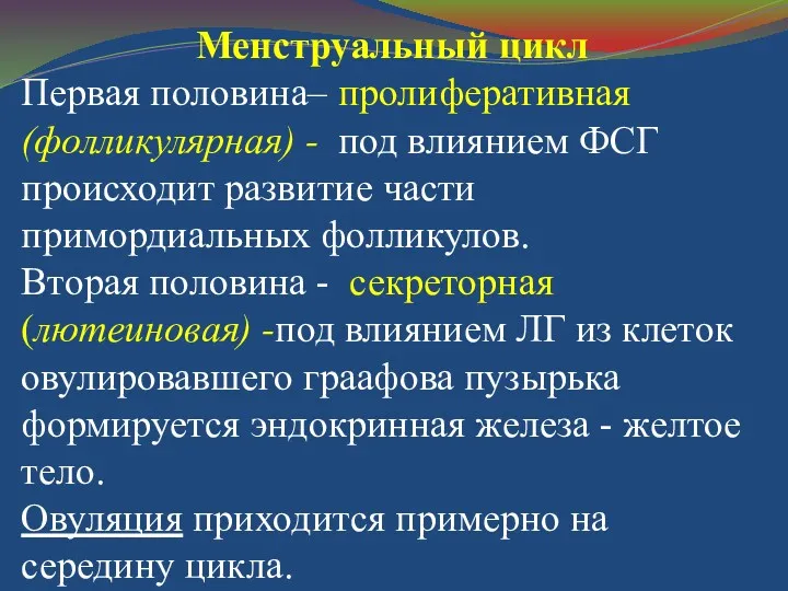 Менструальный цикл Первая половина– пролиферативная (фолликулярная) - под влиянием ФСГ