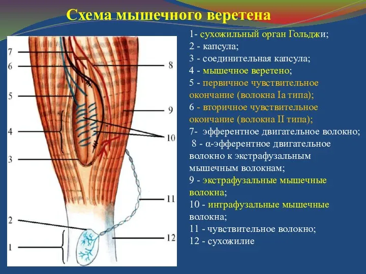 Схема мышечного веретена 1- сухожильный орган Гольджи; 2 - капсула;