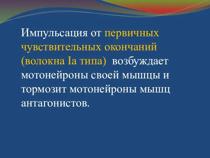 Импульсация от первичных чувствительных окончаний (волокна Iа типа) возбуждает мотонейроны