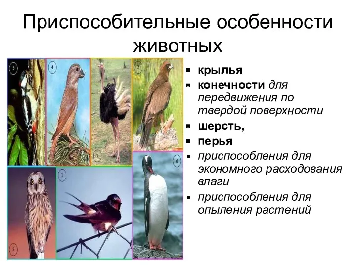 Приспособительные особенности животных крылья конечности для передвижения по твердой поверхности шерсть, перья приспособления