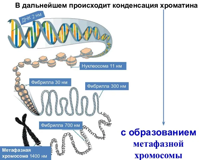 Нуклеосома 11 нм Фибрилла 30 нм Фибрилла 300 нм Фибрилла