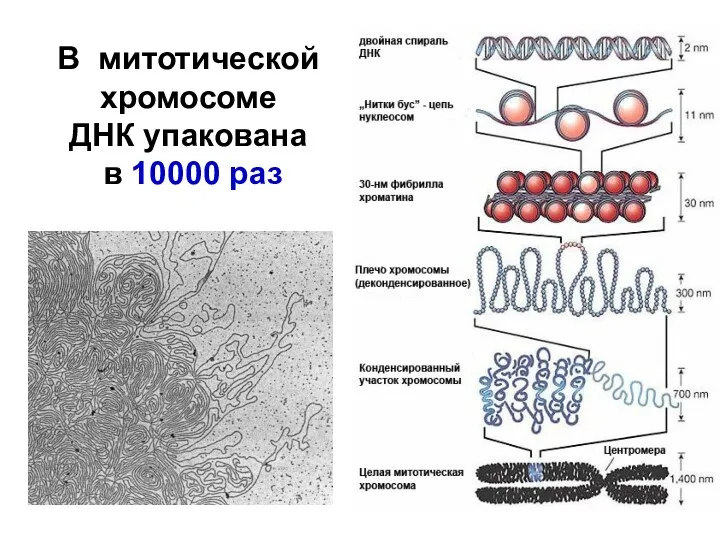 В митотической хромосоме ДНК упакована в 10000 раз