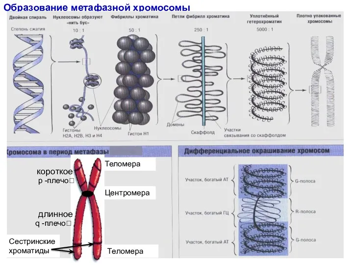 Образование метафазной хромосомы короткое длинное