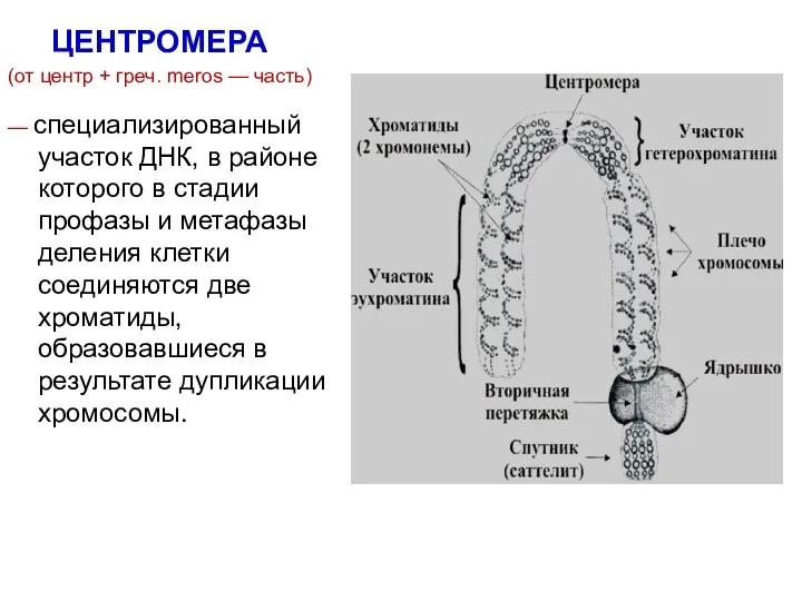 ЦЕНТРОМЕРА (от центр + греч. meros — часть) — специализированный