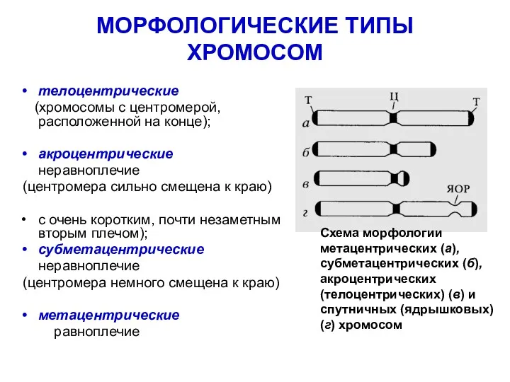 МОРФОЛОГИЧЕСКИЕ ТИПЫ ХРОМОСОМ телоцентрические (хромосомы с центромерой, расположенной на конце);