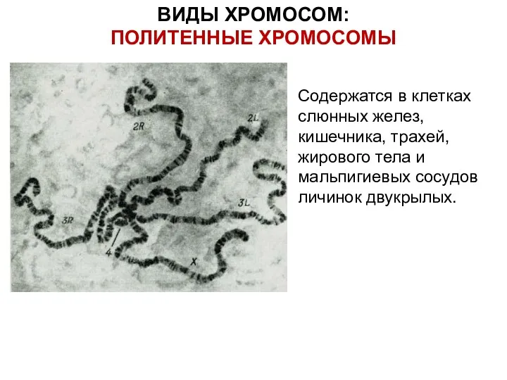 ВИДЫ ХРОМОСОМ: ПОЛИТЕННЫЕ ХРОМОСОМЫ Гигантские хромосомы из клеток слюнной железы