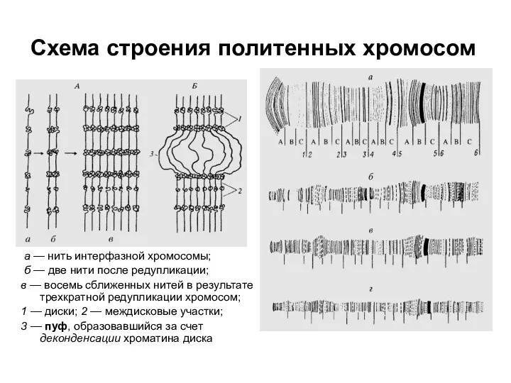 Схема строения политенных хромосом а — нить интерфазной хромосомы; б