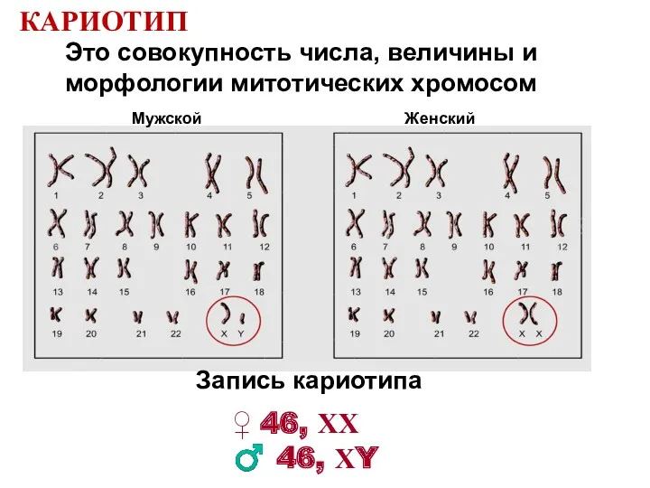 КАРИОТИП Это совокупность числа, величины и морфологии митотических хромосом ♀