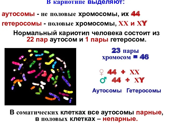 ♀ 44 + ХХ ♂ 44 + ХY В кариотипе