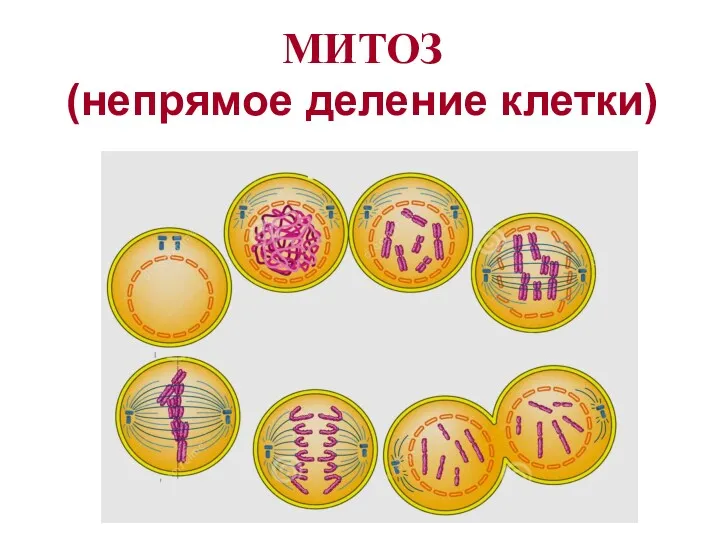 МИТОЗ (непрямое деление клетки)