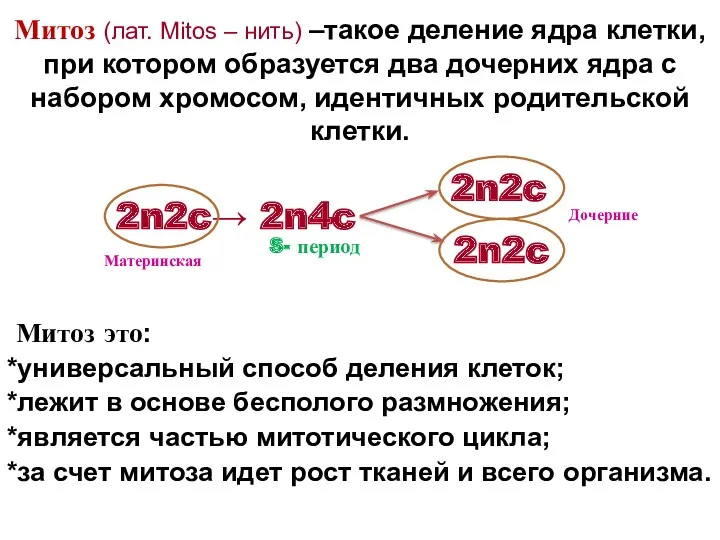 Митоз (лат. Mitos – нить) –такое деление ядра клетки, при