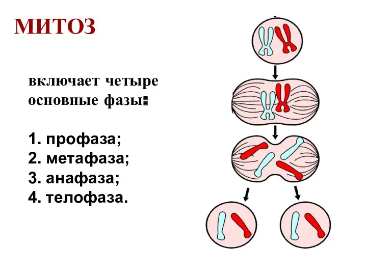 включает четыре основные фазы: 1. профаза; 2. метафаза; 3. анафаза; 4. телофаза. МИТОЗ