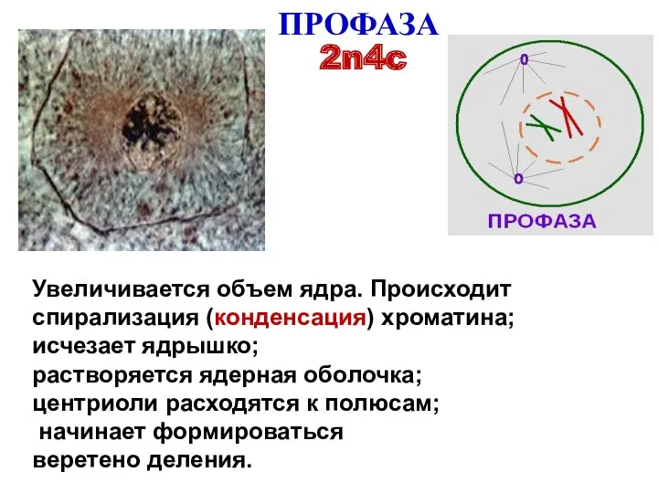 ПРОФАЗА Увеличивается объем ядра. Происходит спирализация (конденсация) хроматина; исчезает ядрышко;