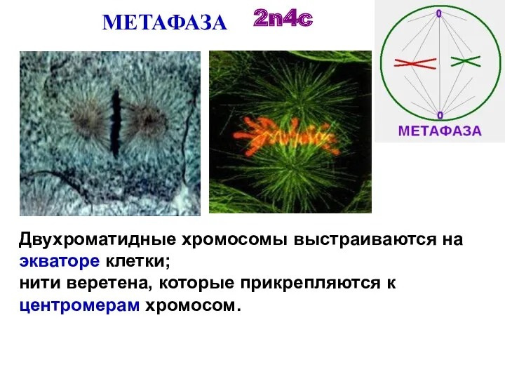 МЕТАФАЗА Двухроматидные хромосомы выстраиваются на экваторе клетки; нити веретена, которые прикрепляются к центромерам хромосом. 2n4c