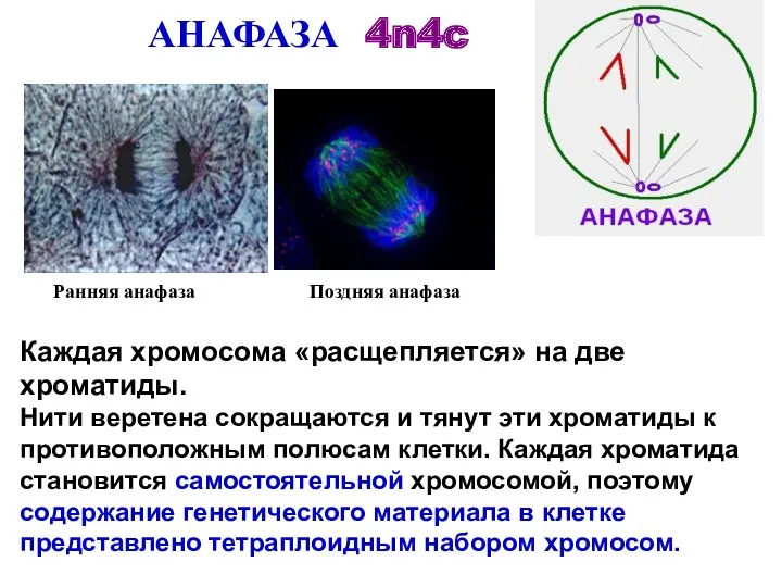АНАФАЗА 4n4c Ранняя анафаза Поздняя анафаза Каждая хромосома «расщепляется» на
