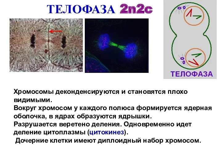 ТЕЛОФАЗА 2n2c Хромосомы деконденсируются и становятся плохо видимыми. Вокруг хромосом