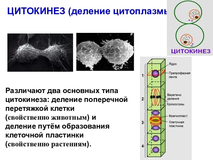 ЦИТОКИНЕЗ (деление цитоплазмы) Различают два основных типа цитокинеза: деление поперечной